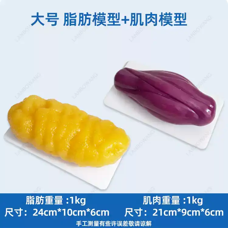 Human Muscle and Fat Replicas, - Nutrition Fitness And Health ulasan dan harga