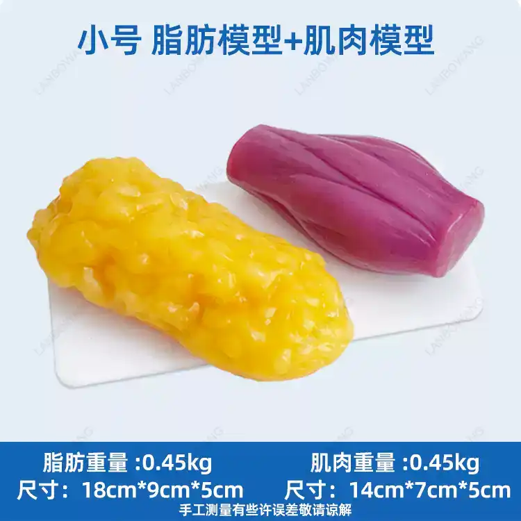 Human Muscle and Fat Replicas, - Nutrition Fitness And Health ulasan dan harga